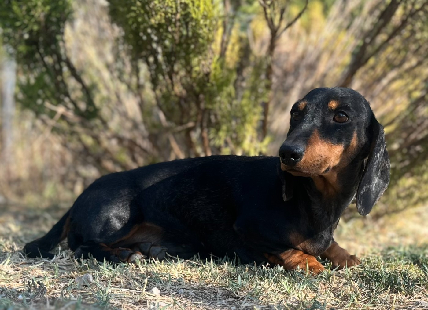 Taïga Du Sentier Des Biches