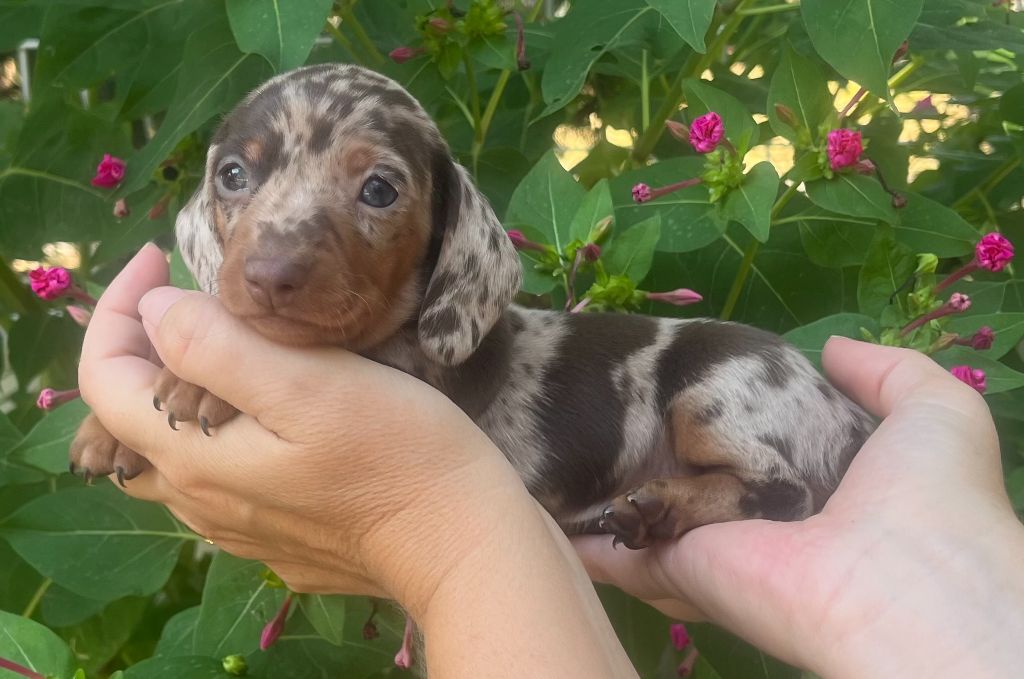 Du Clos D'edelweis - Teckel poil ras - Portée née le 20/07/2025