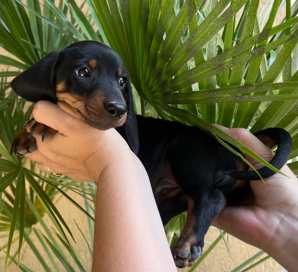 Du Clos D'edelweis - Chiots disponibles - Teckel poil ras