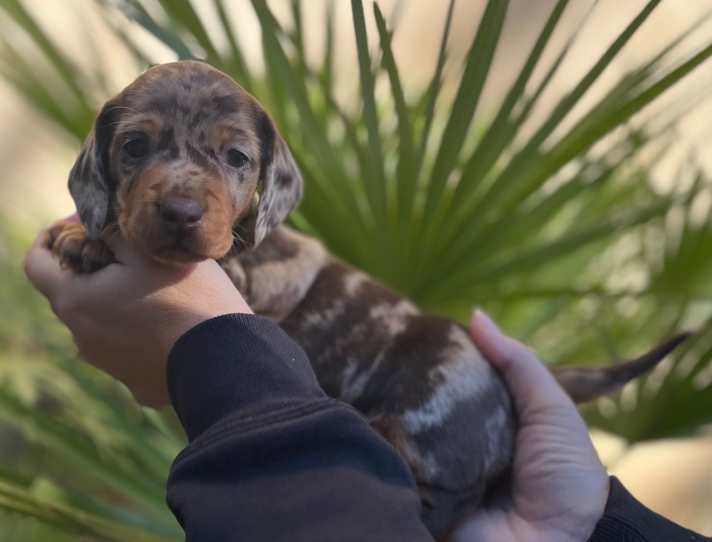 Du Clos D'edelweis - Teckel poil ras - Portée née le 06/10/2025