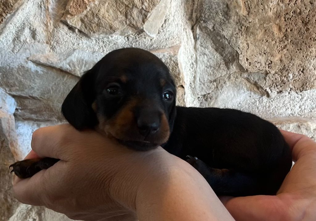 Du Clos D'edelweis - Chiots disponibles - Teckel poil ras