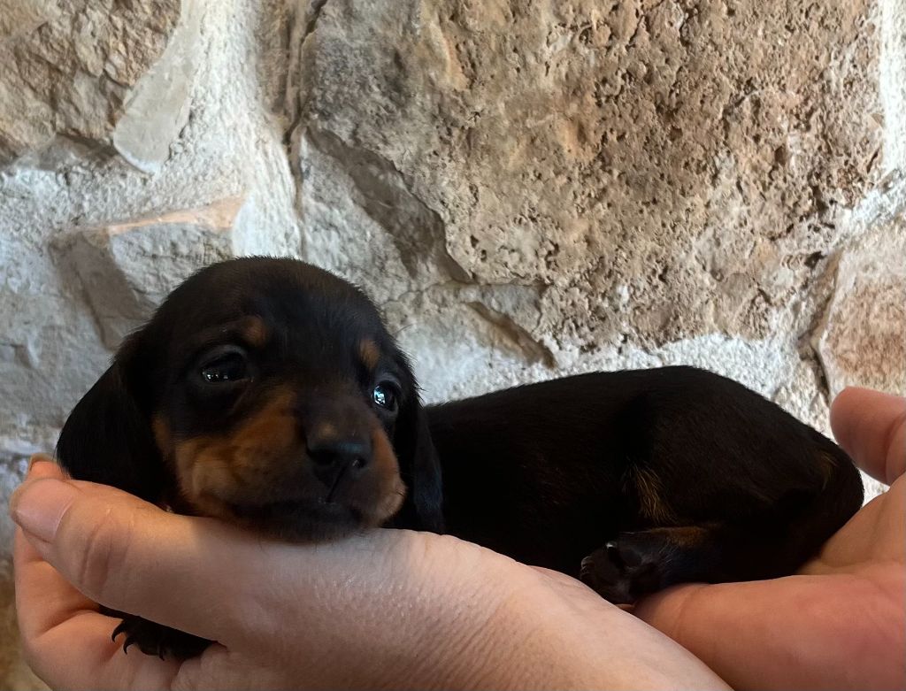 Du Clos D'edelweis - Chiots disponibles - Teckel poil ras