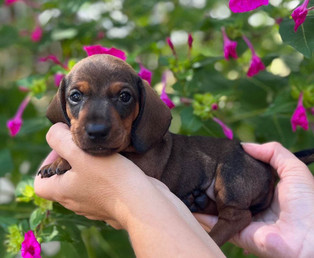 Du Clos D'edelweis - Chiots disponibles - Teckel poil ras