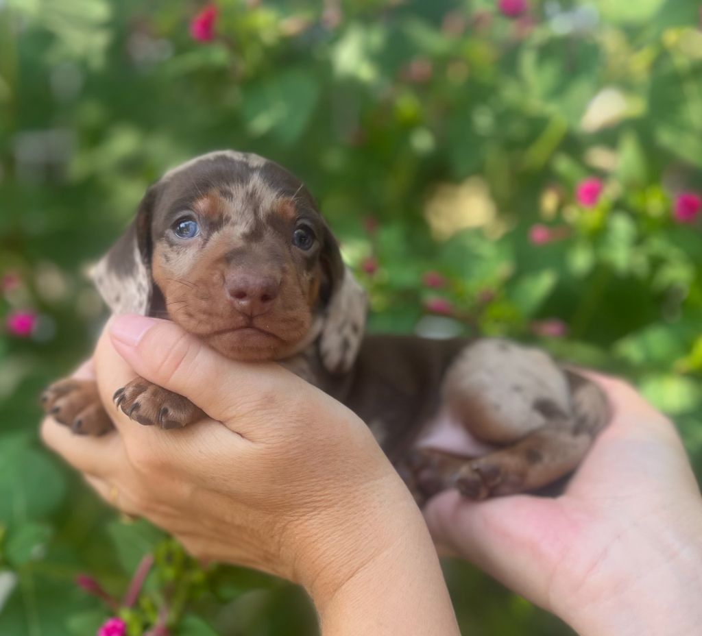 Du Clos D'edelweis - Chiots disponibles - Teckel poil ras