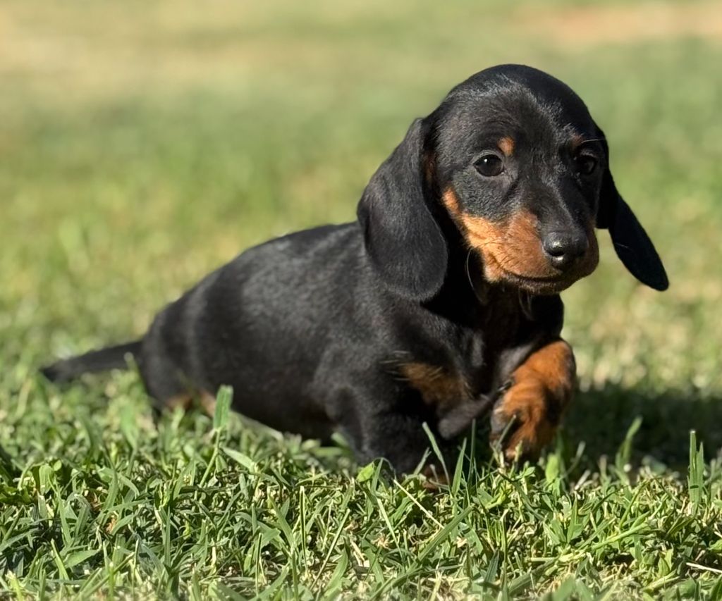 Du Clos D'edelweis - Chiots disponibles - Teckel poil ras