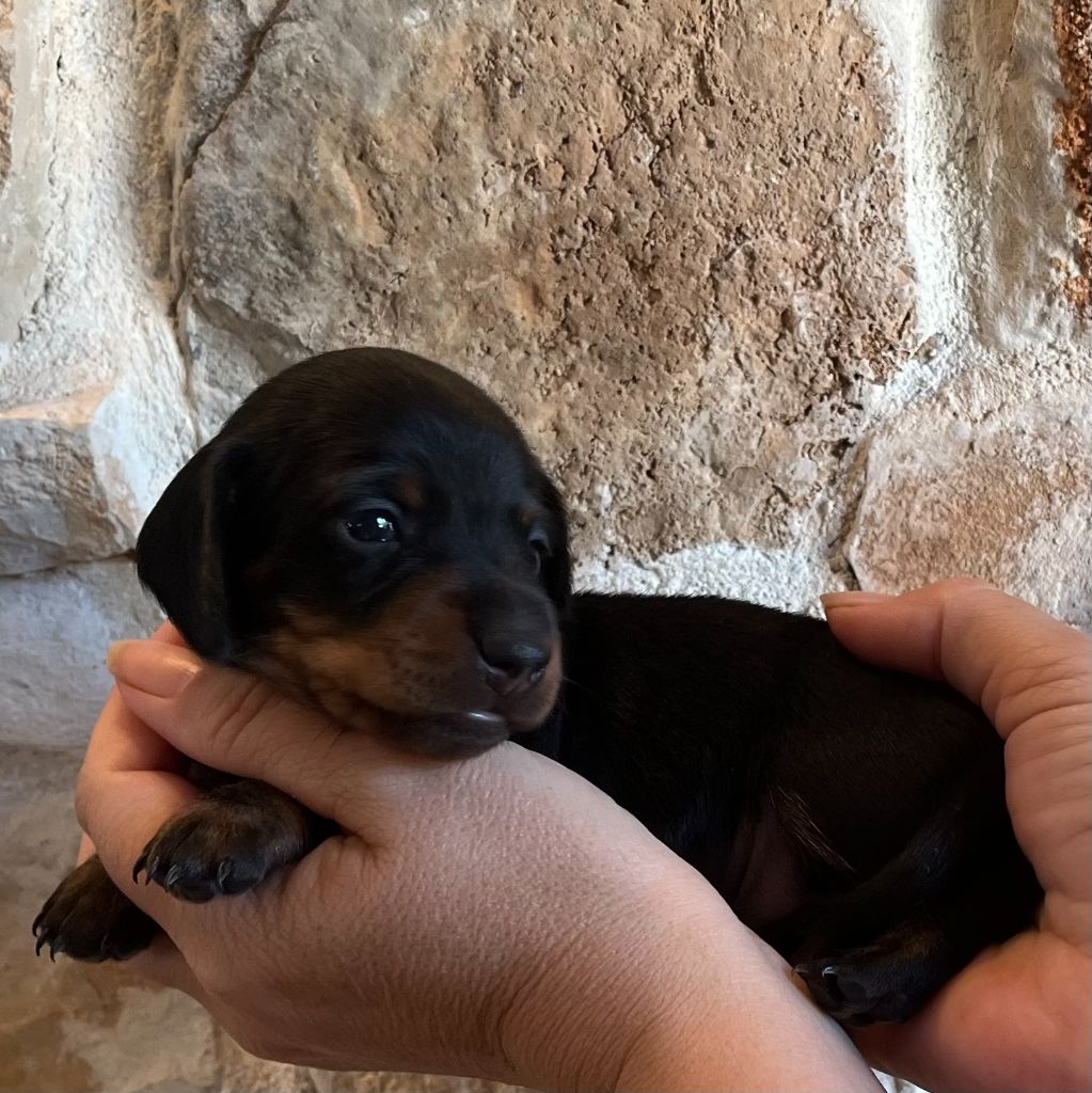 Du Clos D'edelweis - Chiots disponibles - Teckel poil ras