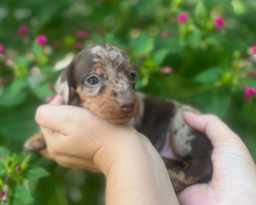 Du Clos D'edelweis - Chiots disponibles - Teckel poil ras