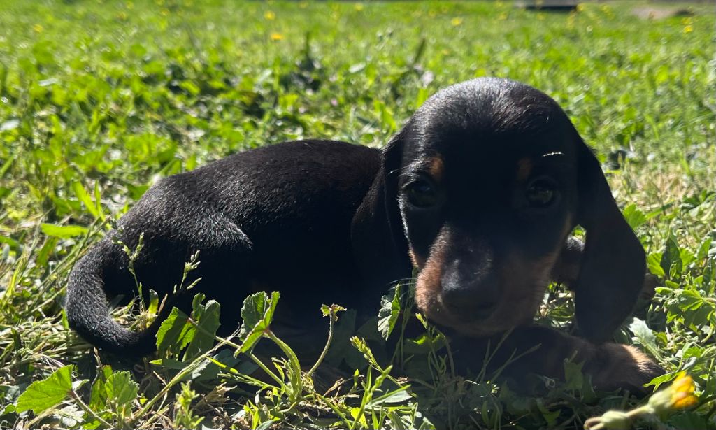 Du Clos D'edelweis - Chiots disponibles - Teckel poil ras